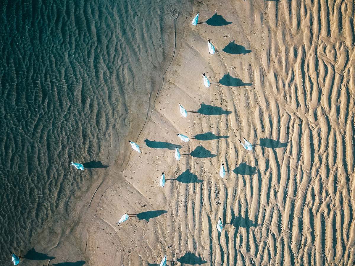 burleigh beach aerial view of flock of white birds during daytime sand